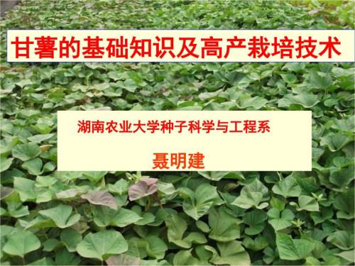 甘薯的基础知识及高产栽培技术.ppt