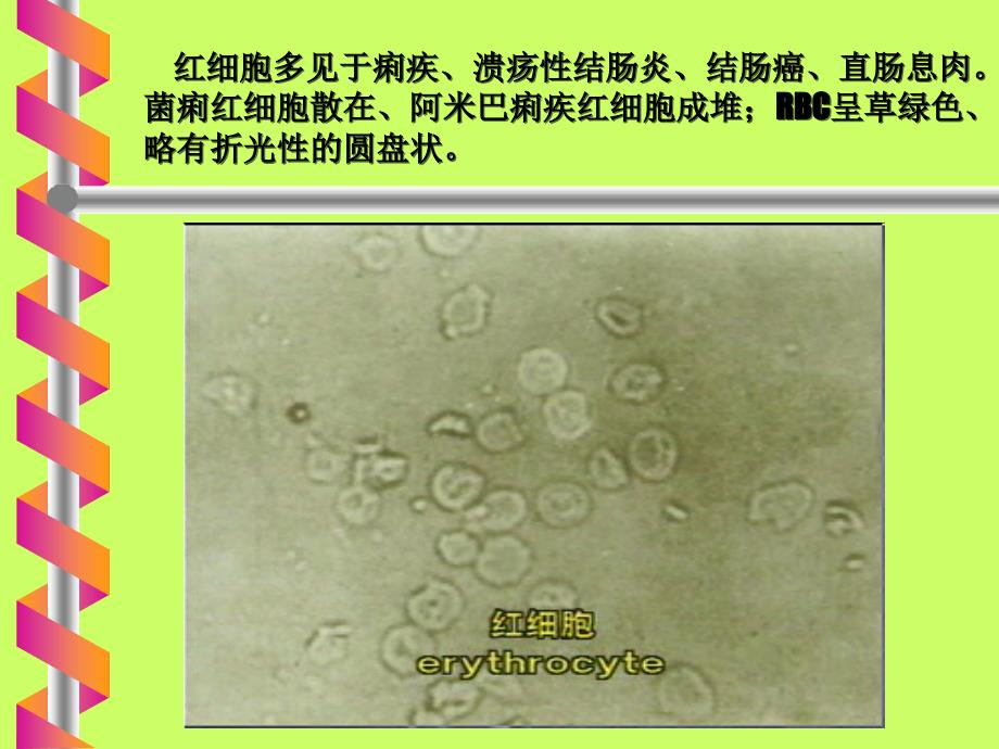 大便形态学检验.ppt_第3页