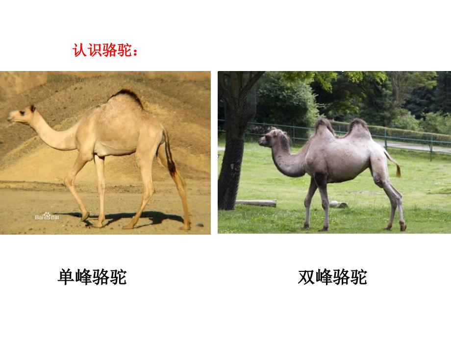 百科认识骆驼课件.ppt_第2页