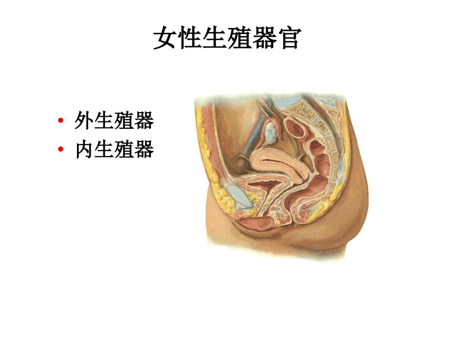 女性解剖生理1.ppt_第2页