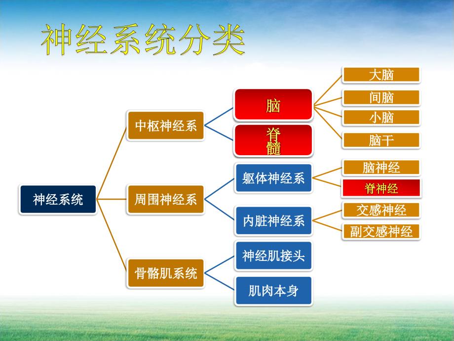 神经系统定位诊断.ppt_第3页