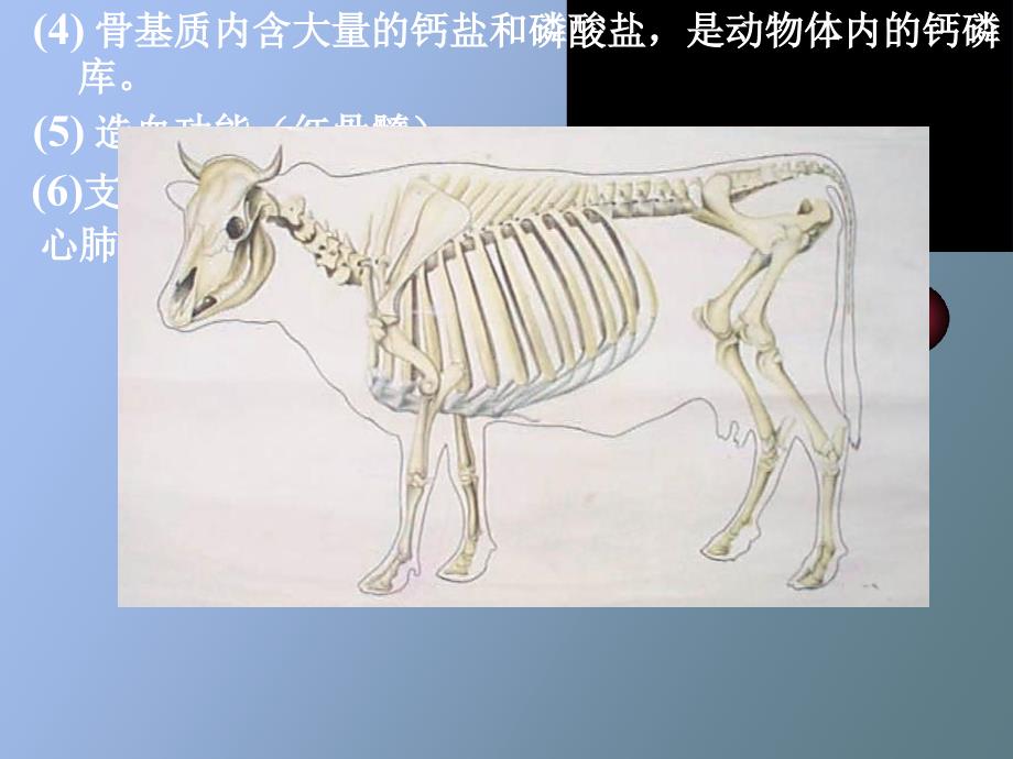 畜禽解剖学运动系统.ppt_第3页