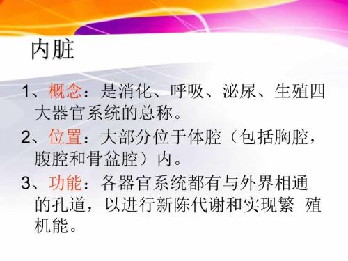 猪的内脏消化系统.ppt