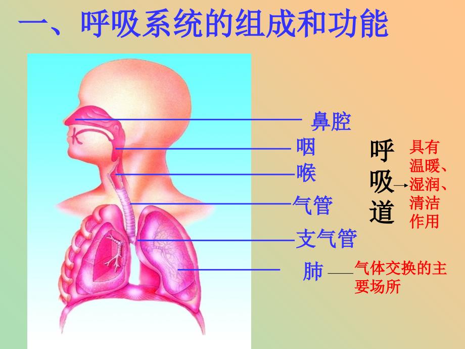 七年级生物下册3人体的呼吸课件新人教版.ppt_第3页