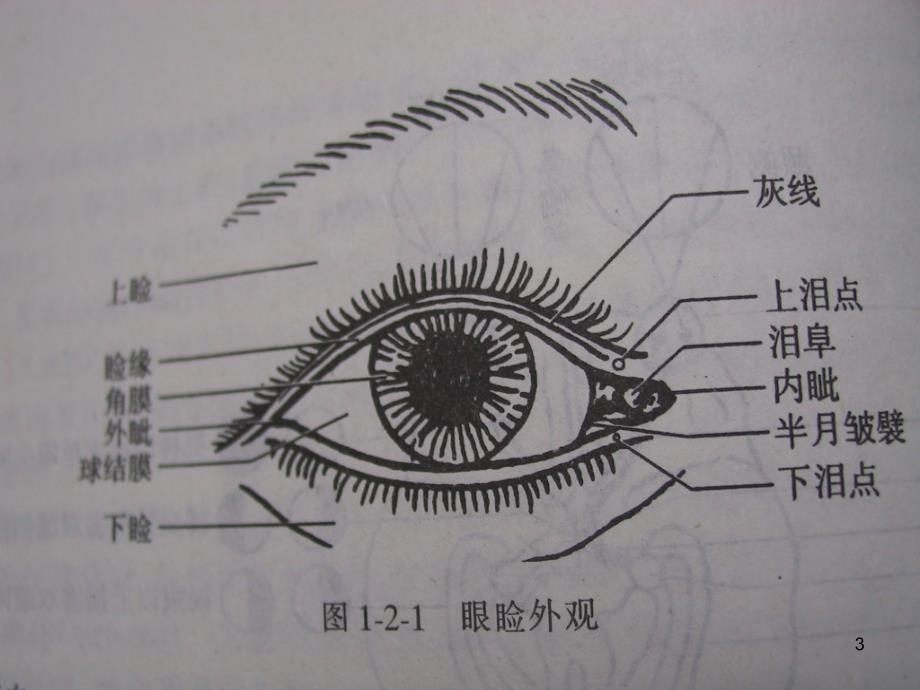 眼睑病ppt课件.ppt_第3页