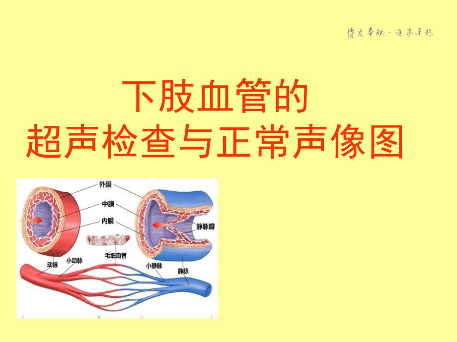 下肢血管的超声检查及正常声像图.ppt_第1页