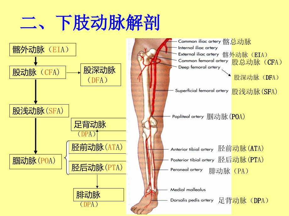 下肢血管的超声检查及正常声像图.ppt_第3页