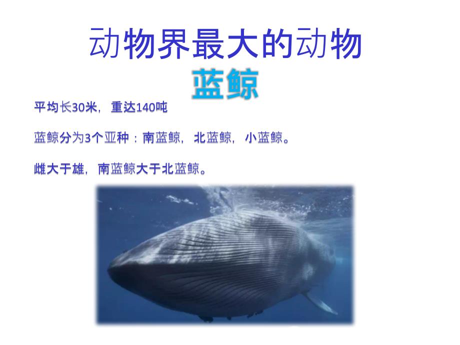 大班小小播报员PPT课件.ppt_第2页