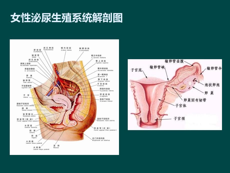 妇科常见疾病PPT课件.ppt_第2页
