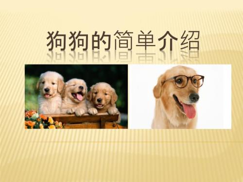 狗狗的简单介绍PPT课件.ppt