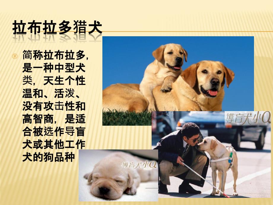 狗狗的简单介绍PPT课件.ppt_第2页