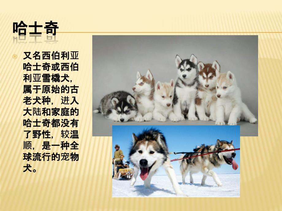 狗狗的简单介绍PPT课件.ppt_第3页