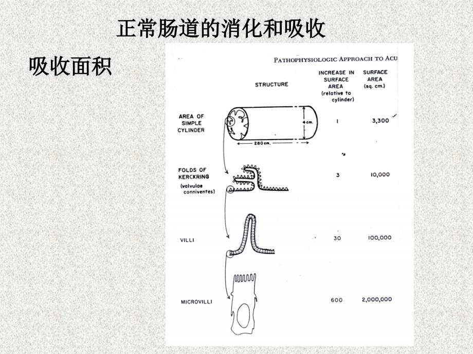 小儿慢性腹泻PPT课件.ppt_第3页