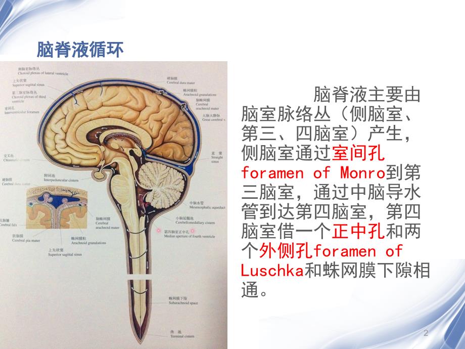 室管膜瘤PPT课件.ppt_第2页