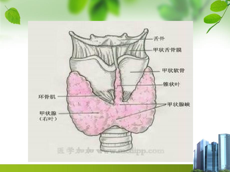甲状腺癌护理PPT课件.ppt_第2页
