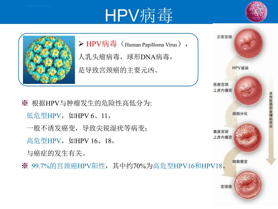 宫颈癌疫苗科普ppt课件.ppt_第3页