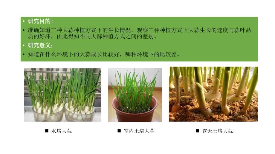 大蒜生长报告PPT课件.ppt_第3页