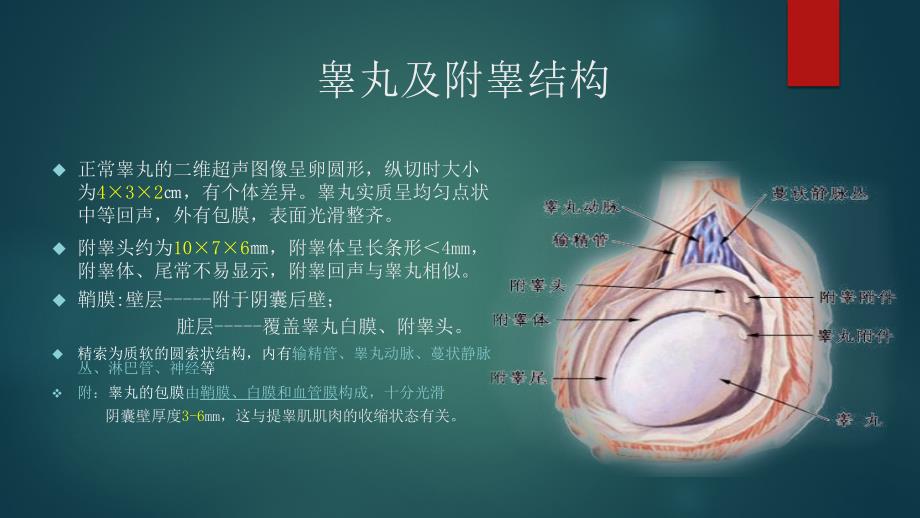 睾丸及附件扭转超声表现.ppt_第2页