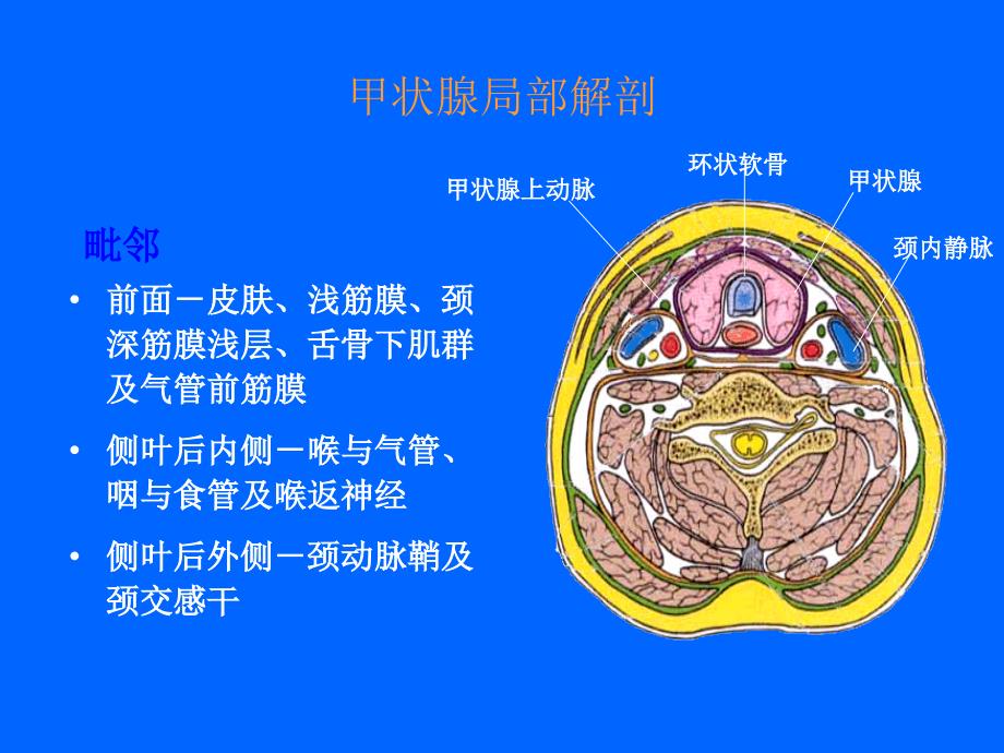 甲状腺部分切除术手术配合.ppt_第3页