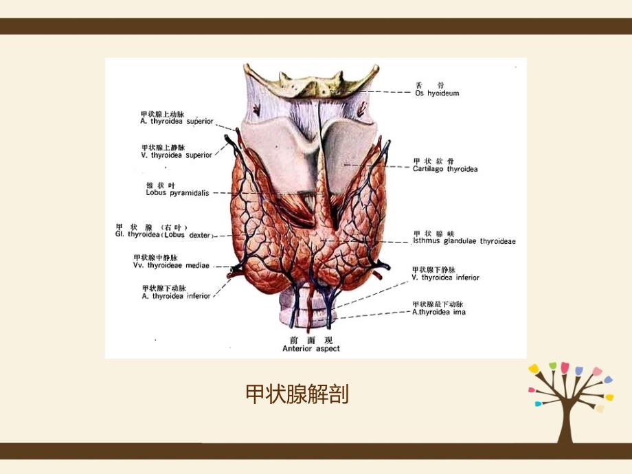 甲状腺癌护理查房.ppt_第3页