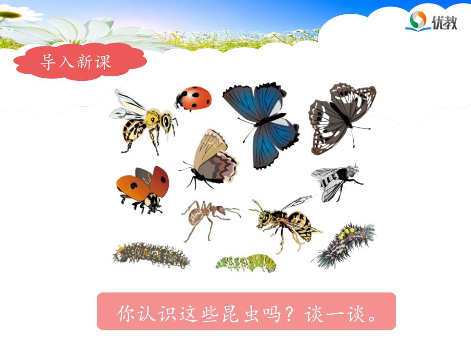 三年级下册昆虫备忘录PPT课件.ppt_第2页