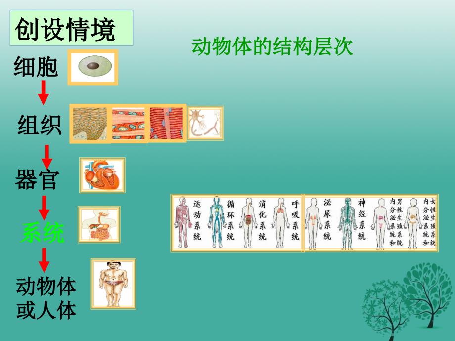 七年级生物上册223植物体的结构层次课件新版新人教版.ppt_第3页