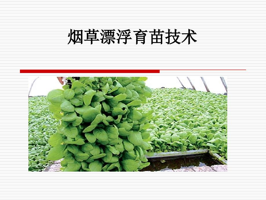 烟草漂浮育苗技术.ppt_第1页