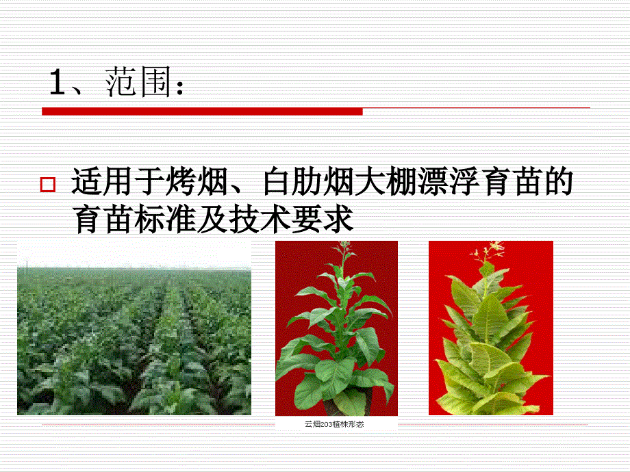 烟草漂浮育苗技术.ppt_第2页