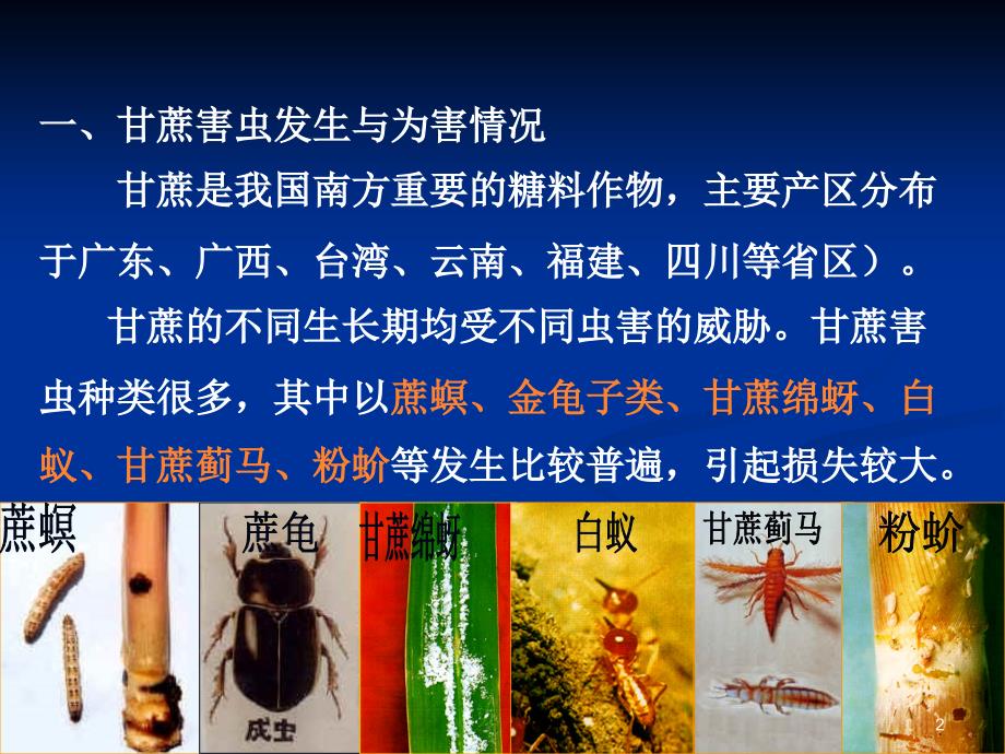 甘蔗害虫PPT课件.ppt_第2页
