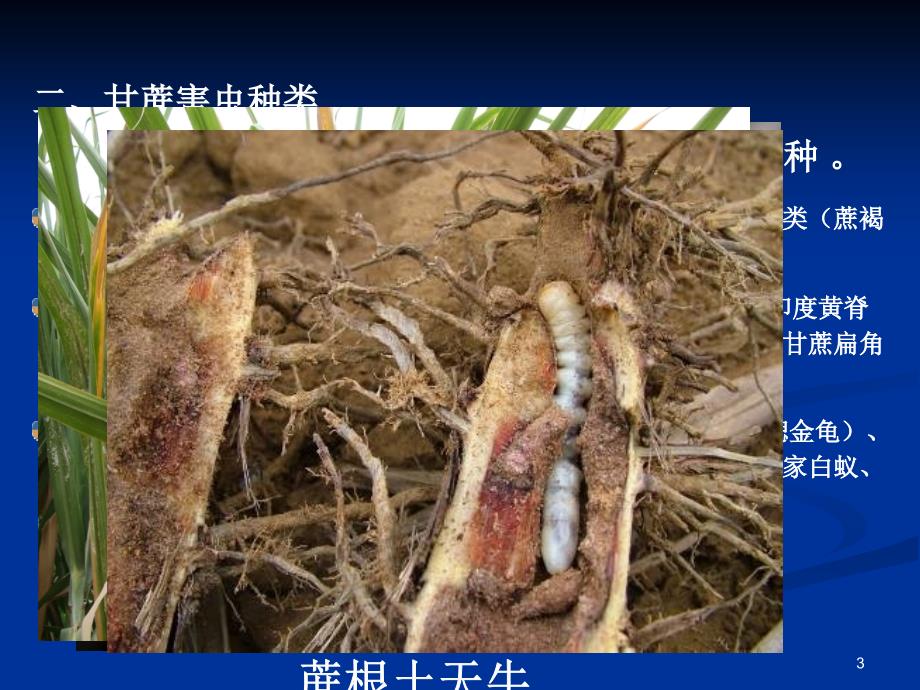 甘蔗害虫PPT课件.ppt_第3页