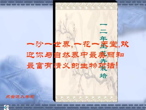 一二年生花卉栽培.ppt