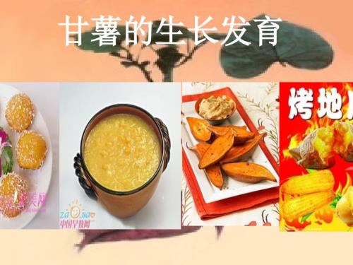 甘薯的生长发育.ppt