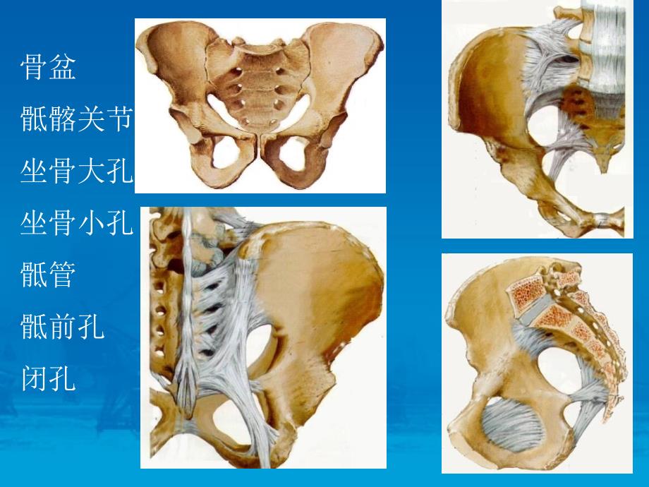 女性盆部断层解剖.ppt_第3页