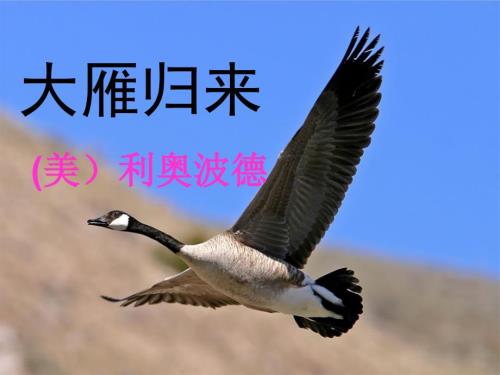 大雁归来优秀课件ppt.pptx