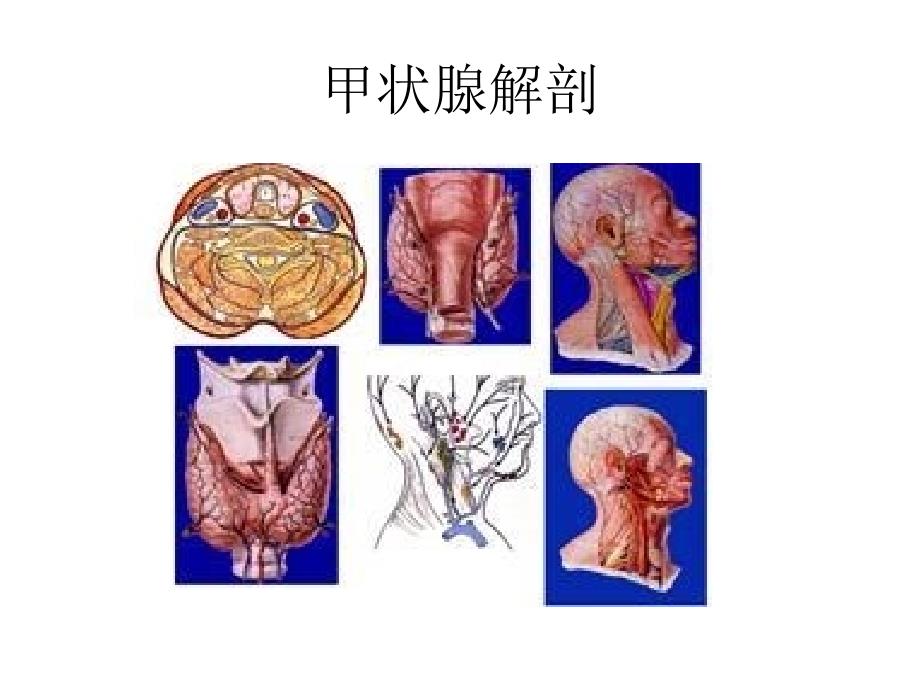甲状腺的超声检查PPT课件.ppt_第3页
