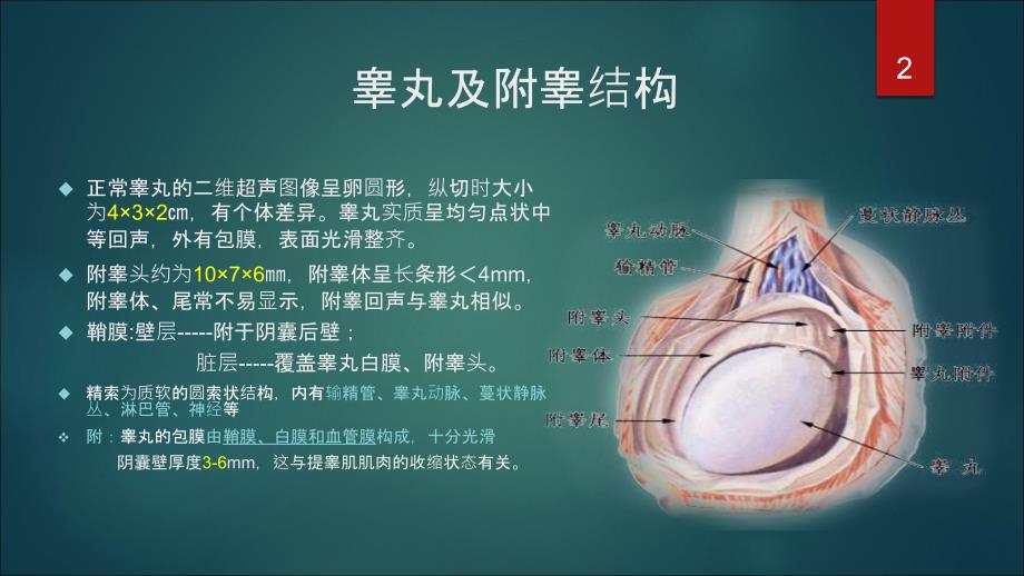 睾丸及附件扭转超声表现ppt课件.pptx_第2页