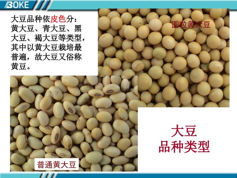 大豆栽培的生物学基础.ppt_第2页