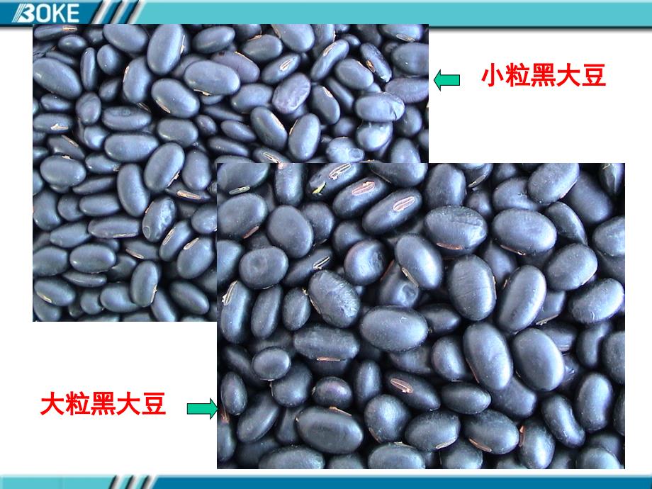 大豆栽培的生物学基础.ppt_第3页