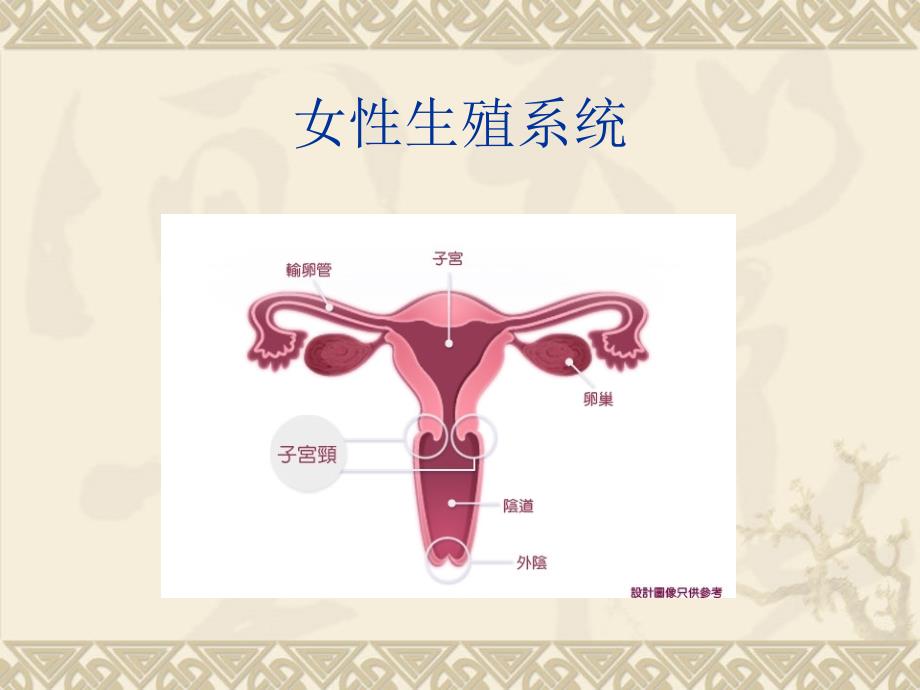 宫颈癌科普PPT课件.ppt_第3页