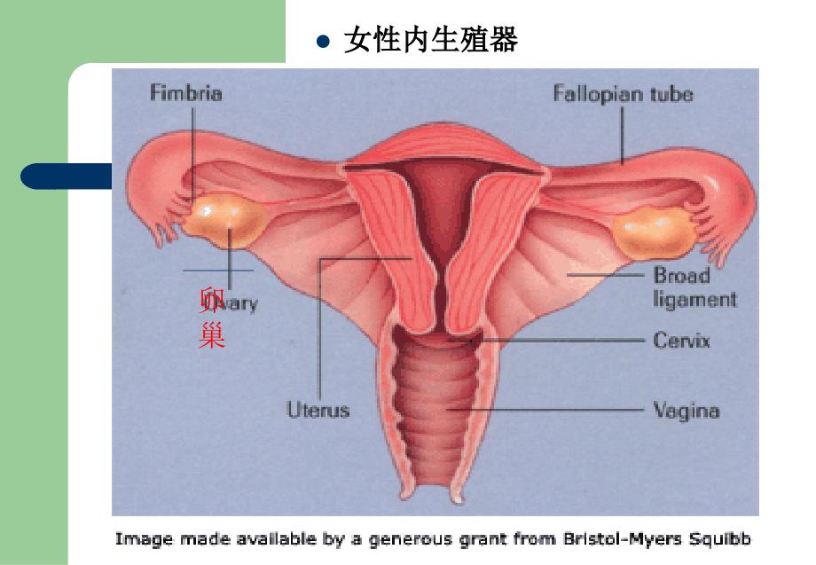 Ovariancarcinom卵巢肿瘤.ppt_第2页