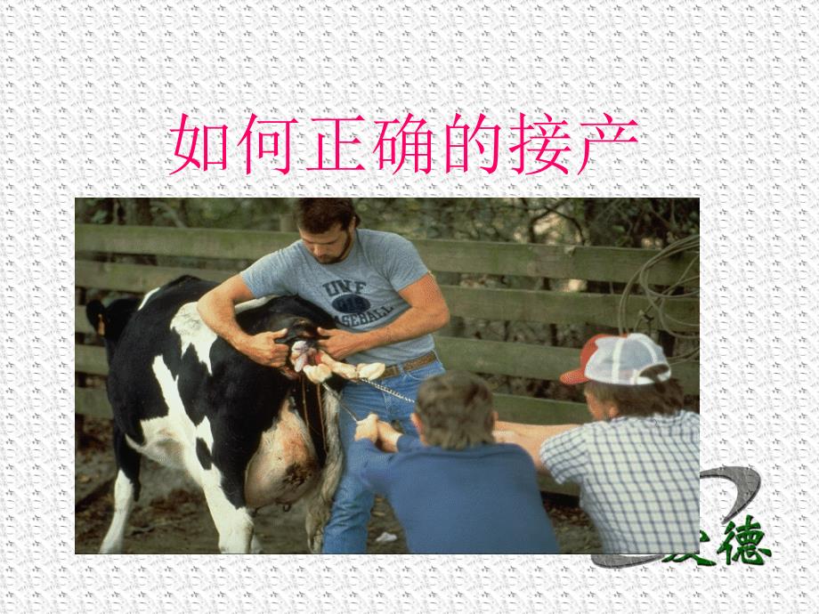 犊牛及育成牛青年的饲养管理.ppt_第3页