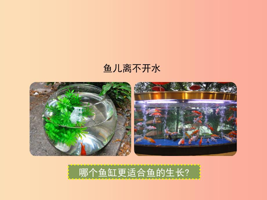 七年级生物上册2.2.2环境影响生物的生存课件新版苏科版.ppt_第2页
