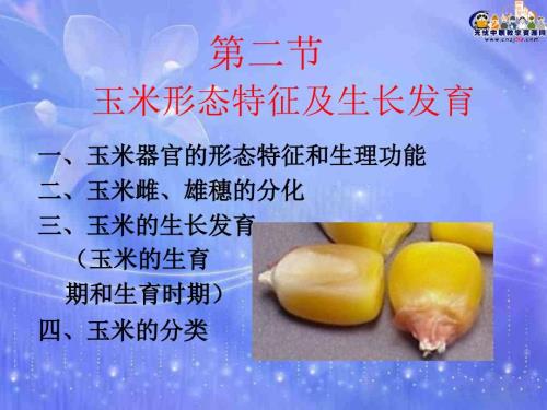 玉米栽培技术课件2玉米形态特征及生长发育.ppt