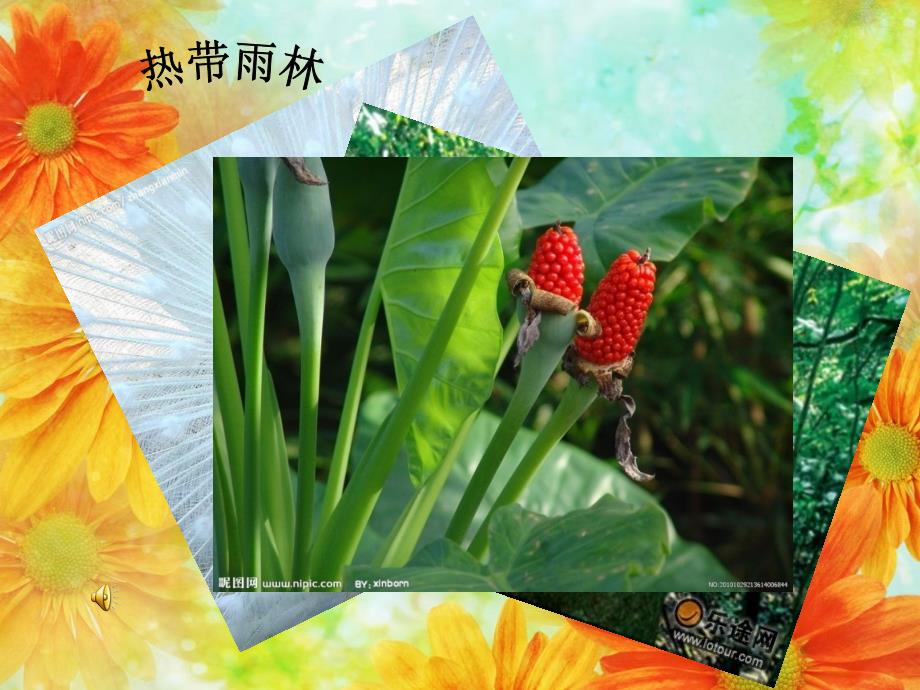热带雨林的动植物.ppt_第1页