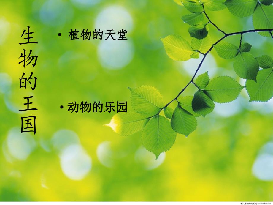 热带雨林的动植物.ppt_第2页