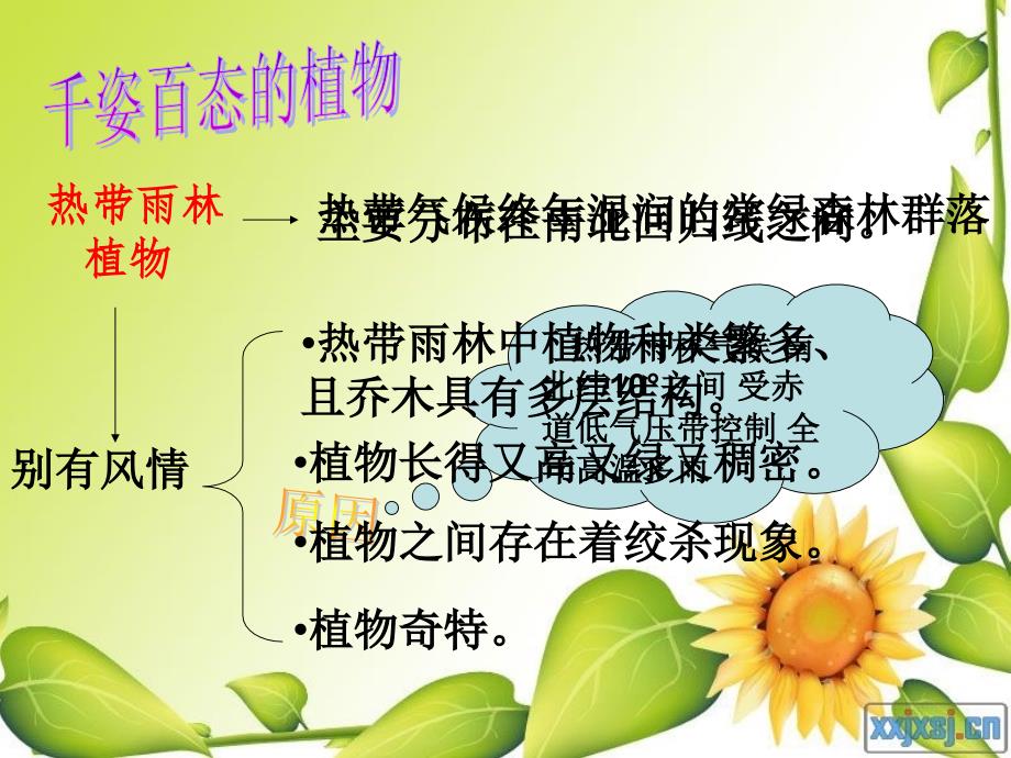 热带雨林的动植物.ppt_第3页
