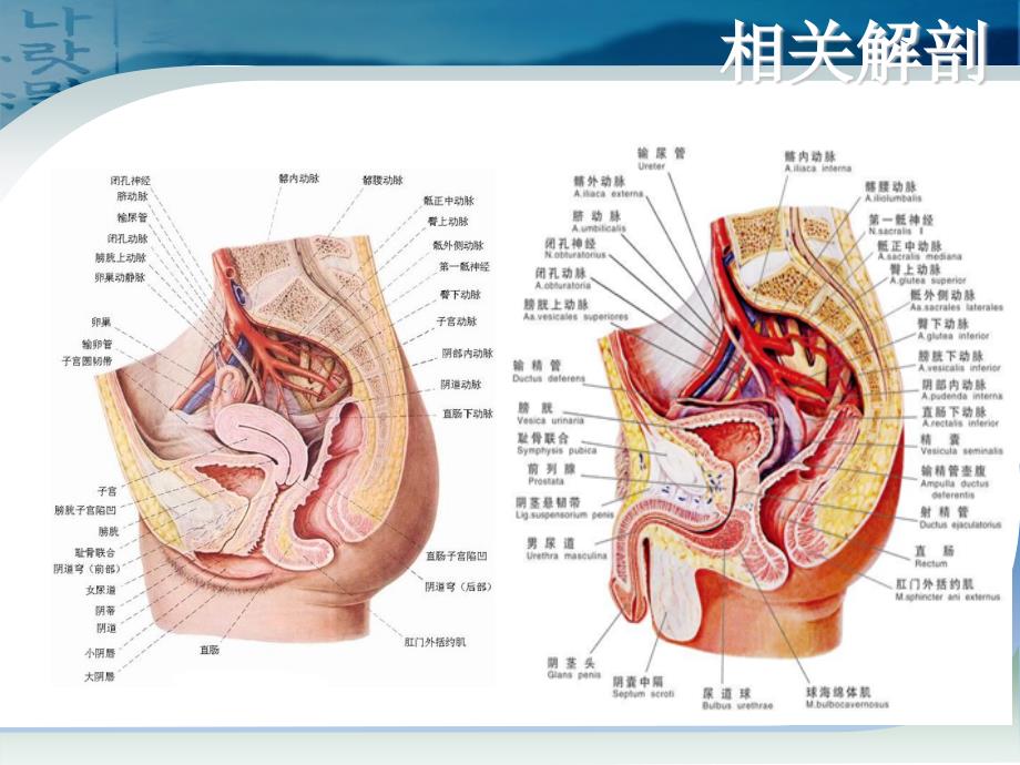 直肠癌手术配合课件.ppt_第3页