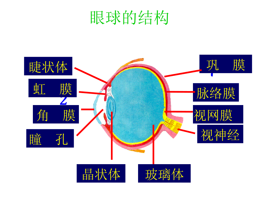 瞳孔演示文稿PPT课件.ppt_第2页