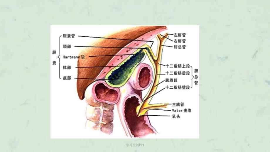 T管护理ppt课件.ppt_第2页