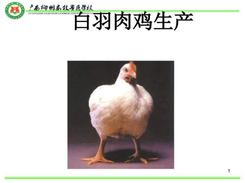 白羽肉鸡饲养管理PPT课件.ppt